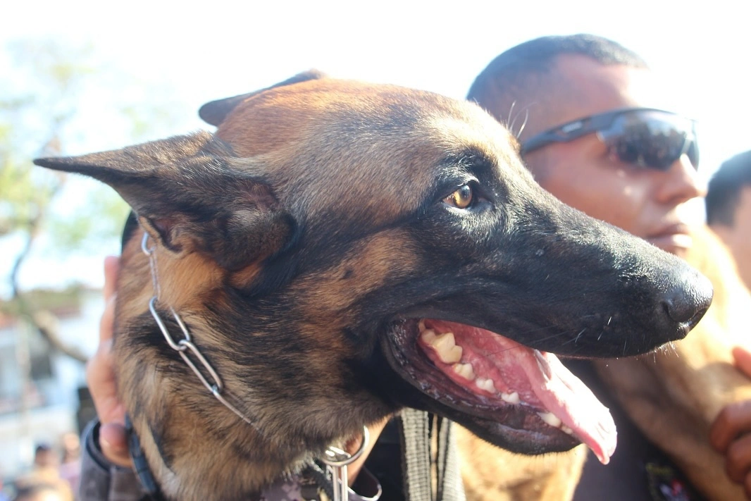 Cão farejador K9 Colt, da Polícia Militar do Piauí (PM-PI) morreu após ser atropelado