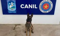 Parnaíba se despede do K9 Colt, cão da PM que morreu em acidente