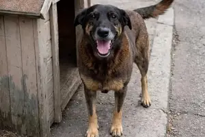 Cão Orelha (Foto: Reprodução)