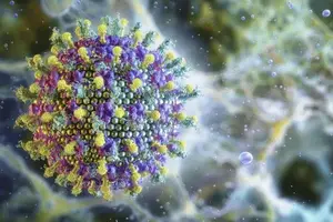 chance de uma pandemia causada pelo vírus Nipah é baixa (Foto: Reprodução)