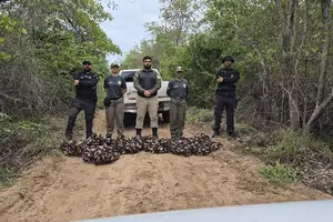 Fiscalização apreende quase 900 caranguejos-uçá durante defeso no litoral e constata crime ambiental (Foto: Semarh)