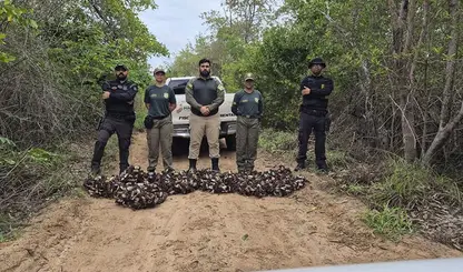 Quase 900 caranguejos salvos da “pressa” no defeso