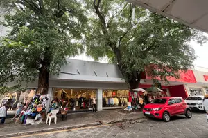 Galho de árvore caiu na manhã deste sábado, 14, na Rua Álvaro Mendes, na região central de Teresina (Foto: Reprodução)