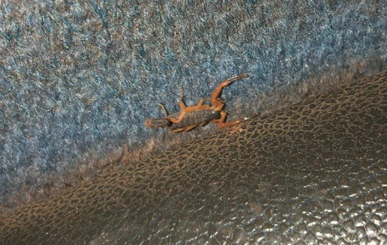 Escorpião encontrado em ônibus de linha Teresina José de Freitas