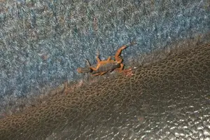 Escorpião encontrado em ônibus de linha Teresina José de Freitas (Foto: Redes Sociais)