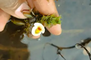 Planta carnívora rara reaparece no Piauí e lembra que a natureza ainda resiste (Foto: Francisca Sousa)