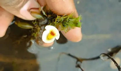 Planta carnívora rara reaparece no Piauí e lembra que a natureza ainda resiste