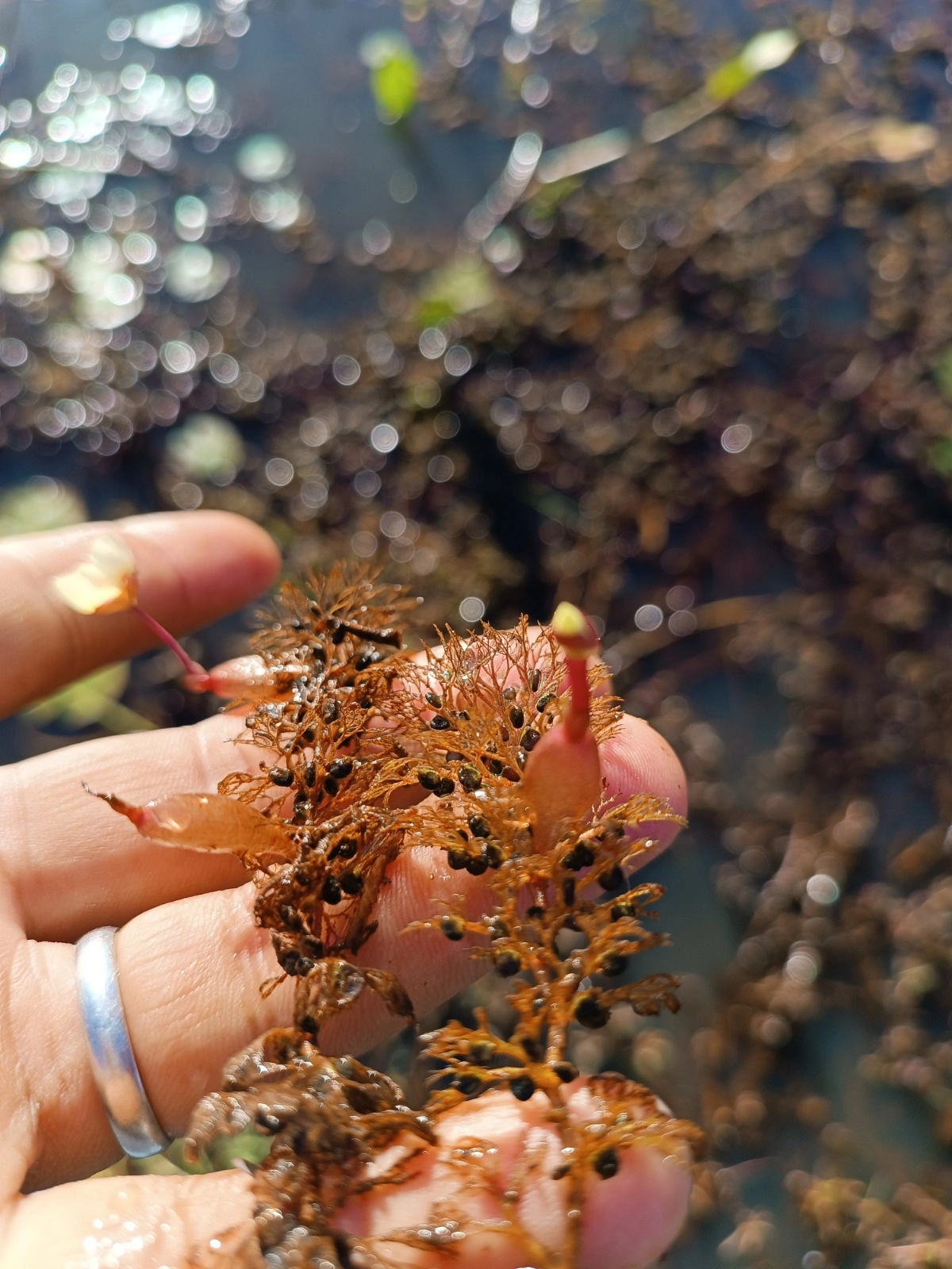 Planta carnívora rara reaparece no Piauí e lembra que a natureza ainda resiste