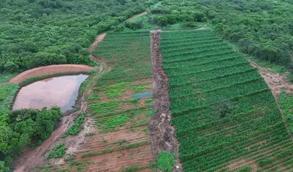 Plantação de maconha é descoberta e destruída no interior do Piauí
