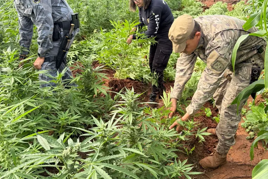 Plantação com mais de 100 mil pés de maconha é encontrada no interior do Piauí