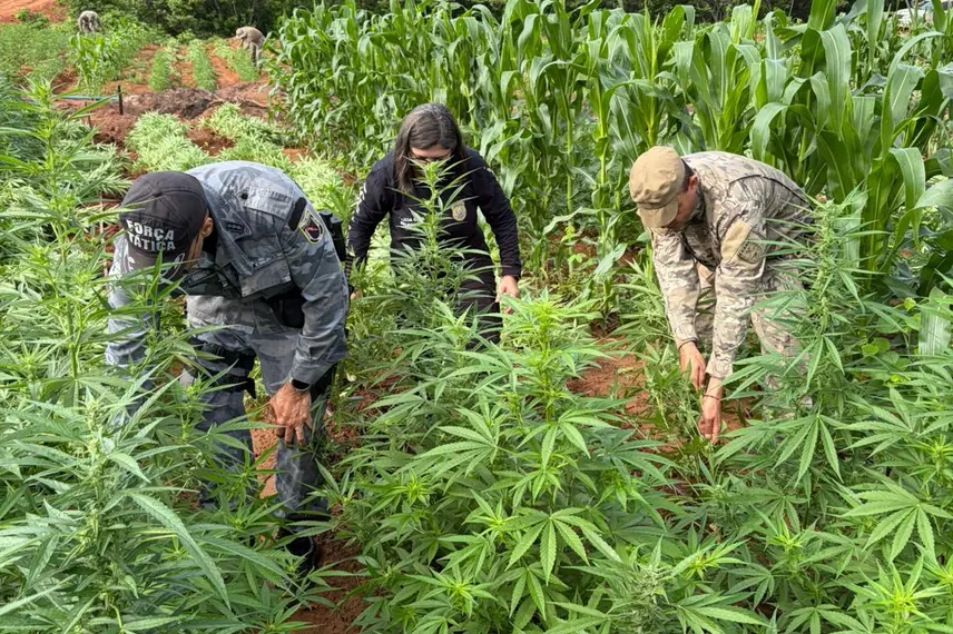 Plantação com mais de 100 mil pés de maconha é encontrada no interior do Piauí