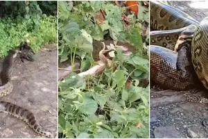 Sucuri é flagrada devorando animais no meio da rua na zona Leste de Teresina (Foto: Reprodução)