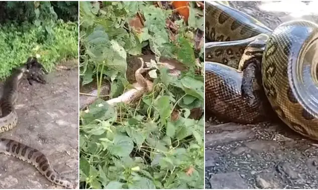 Sucuri aparece em rua da zona Leste e moradores cobram atenção para área abandonada