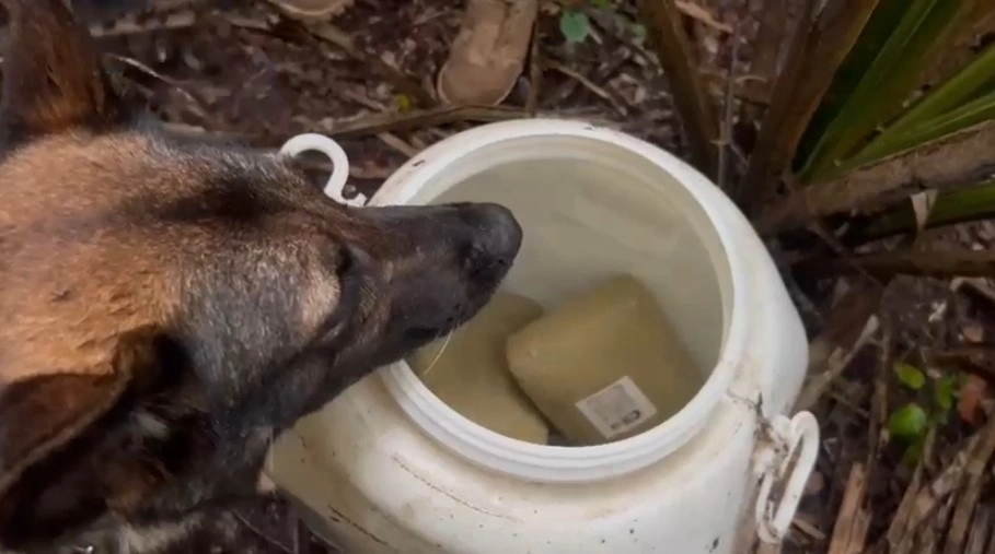 100 kg de drogas e armas são apreendidos no MA e houve o uso de cão farejador
