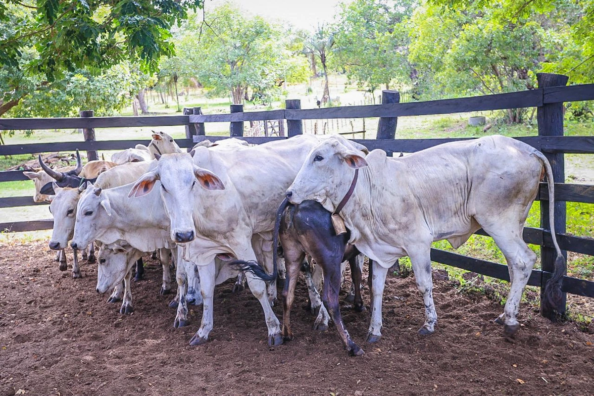 Gado a ser marcado para controle sanitário