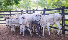 Cadastro da marca do rebanho passa a ser obrigatório no Piauí