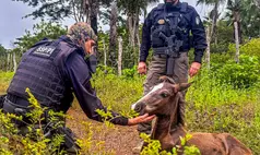 Operação Porteira Fechada reduz mortes e reforça responsabilidade nas estradas