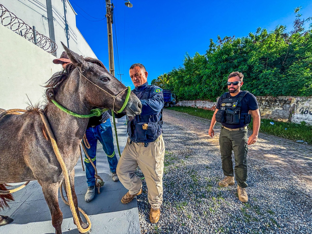 Operação Porteira Fechada coordenada pelo DOT/SSP-PI/PRF