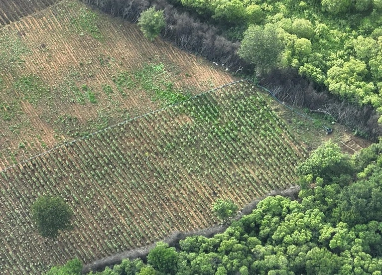 Plantação de maconha de aproximadamente 3,5 hectares no Sul do Piauí. A operação ocorreu nesta quarta-feira (1º), no município de Avelino Lopes, e terminou com três prisões em flagrante