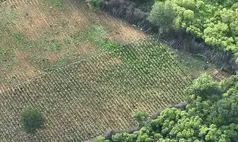 Forças de segurança desarticulam plantação de maconha e prendem suspeitos no Piauí