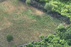 Plantação de maconha de aproximadamente 3,5 hectares no Sul do Piauí. A operação ocorreu nesta quarta-feira (1º), no município de Avelino Lopes, e terminou com três prisões em flagrante (Foto: Polícia Federal)
