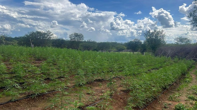 Plantação de maconha de aproximadamente 3,5 hectares no Sul do Piauí. A operação ocorreu nesta quarta-feira (1º), no município de Avelino Lopes, e terminou com três prisões em flagrante