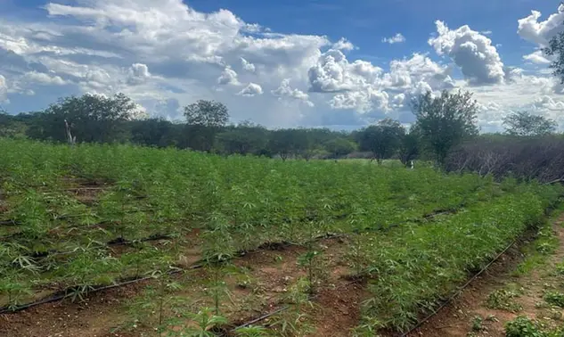 Forças de segurança desarticulam plantação de maconha e prendem suspeitos no Piauí