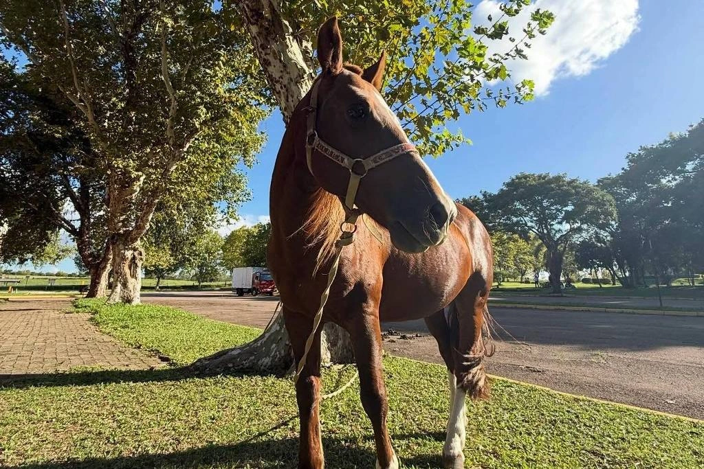 Cavalo Caramelo em gramado no campus da Ulbra em Canoas, onde vive desde seu resgate em maio de 2024