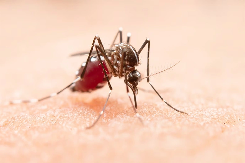 Mosquito da dengue bobre a pele
