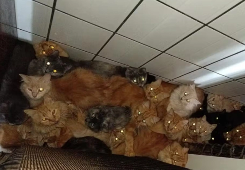 Mulher vira alvo da polícia após manter 400 gatos em apartamento de SC