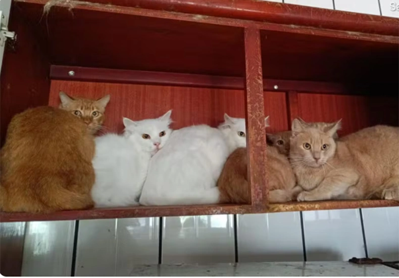 Mulher vira alvo da polícia após manter 400 gatos em apartamento de SC