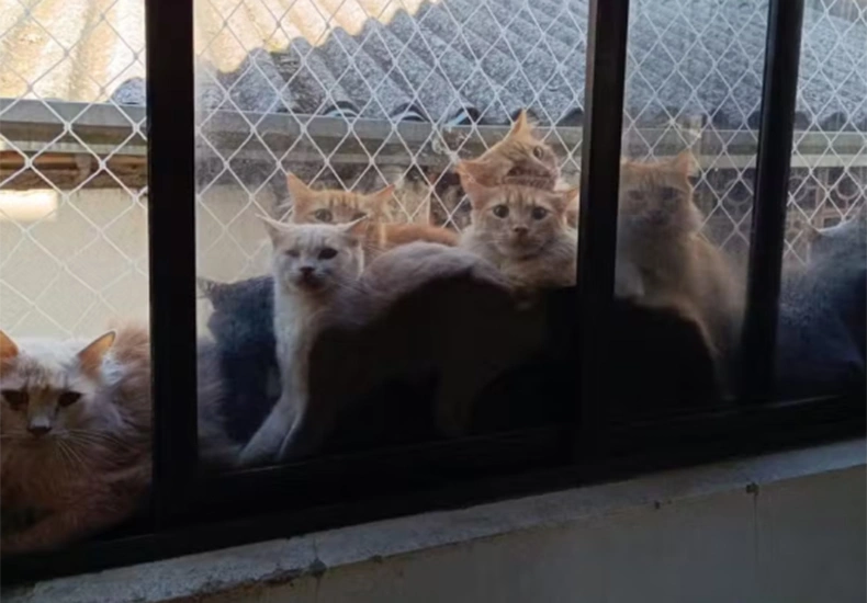 Mulher vira alvo da polícia após manter 400 gatos em apartamento de SC