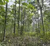 Projetos recuperam árvores nativas e ajudam a reconstruir a Mata Atlântica no sul da Bahia