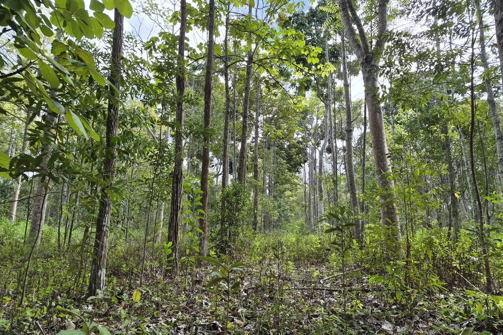 Ipês-felpudos (à esq.) e cedros-australianos (à dir.) em fazenda da Symbiosis em Porto Seguro (BA)