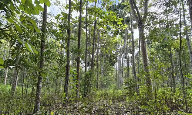 Projetos recuperam árvores nativas e ajudam a reconstruir a Mata Atlântica no sul da Bahia