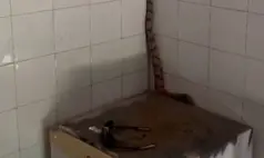 Jiboia é resgatada dentro de secretaria e devolvida à natureza no Sul do Piauí